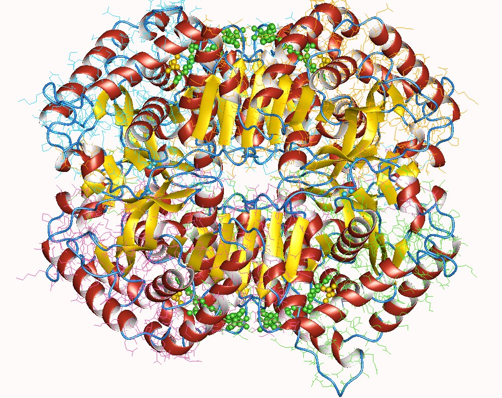 ldha enzyme