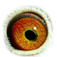 B1076419 14 Chameleon eye