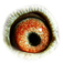 B2024157 17 Mantra eye