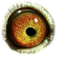 B2148555 17 CocoChanel eye b