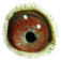 B2148578 17 Graziela eye b