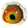 B2171305 14 Superbowl eye