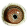 B2185343 13 Pharao eye b