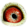 B2185344 13 Nefertete eye