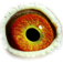 B3148714 13 Armani eye