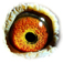 B4259525 15 Orpheus eye