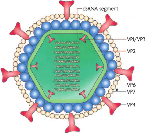 rotavirus