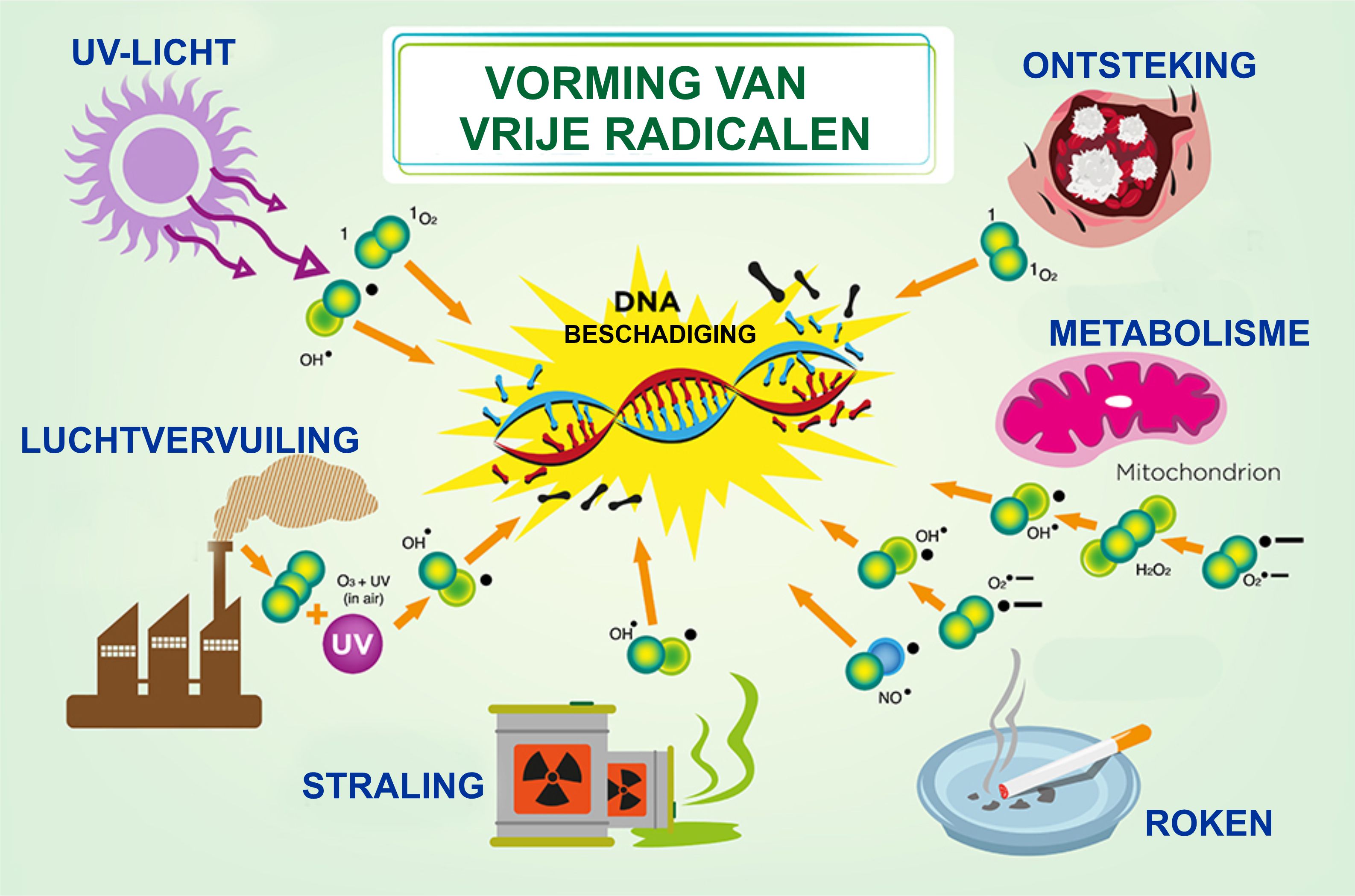 vrijeradicalen vorming